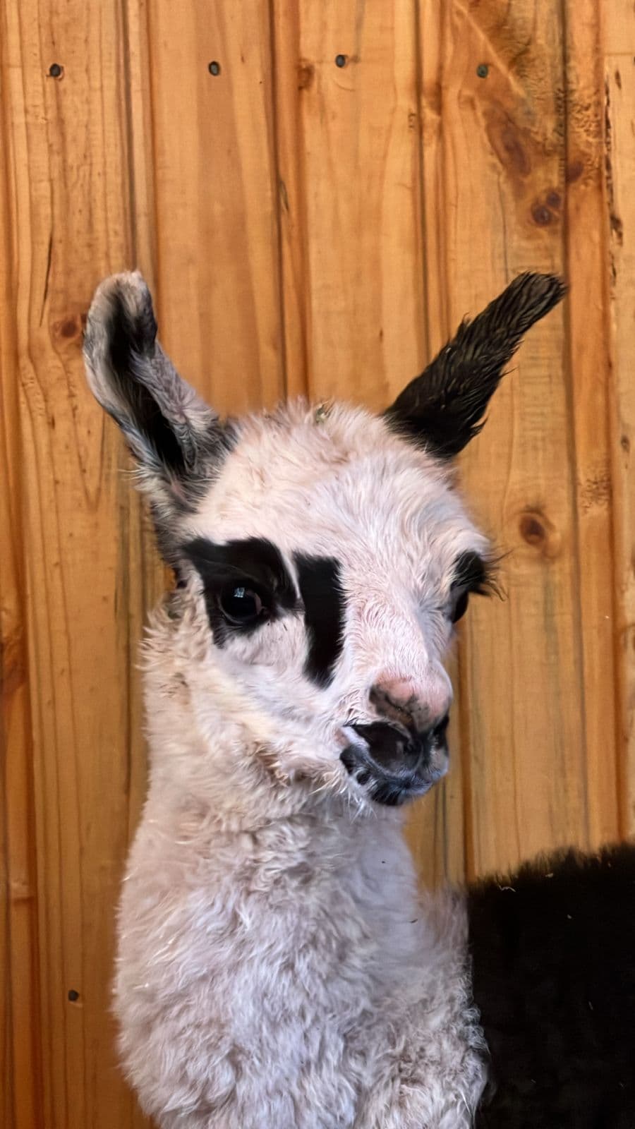 Llamas en la propiedad